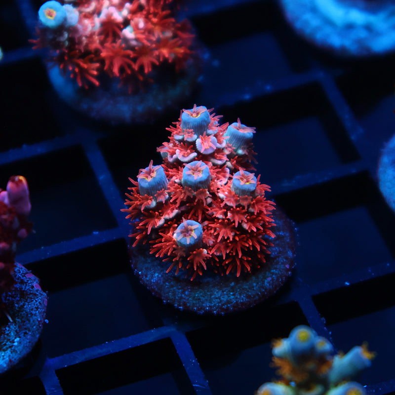 TCK Wildcard