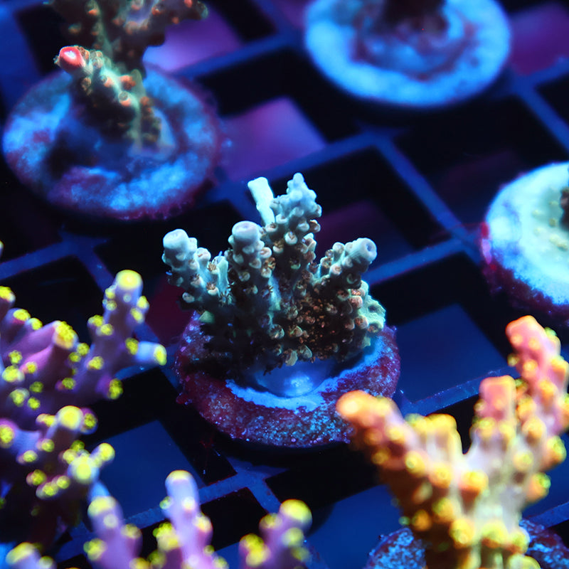 TCK Pink Polyp Shortcake