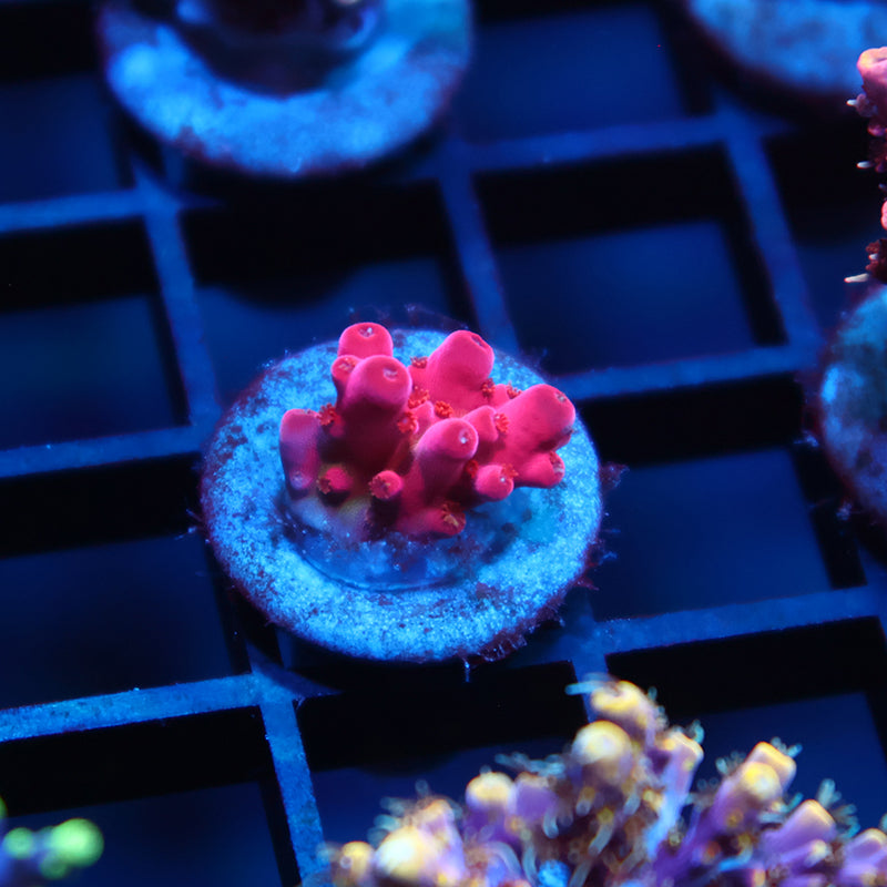 TCK Fire Blossom