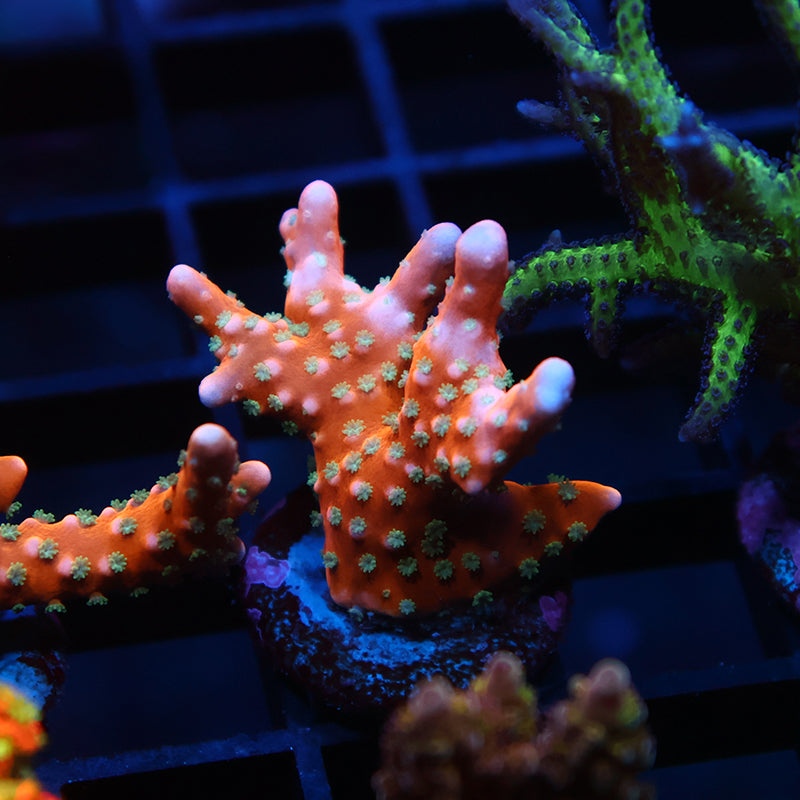 RRC Tropicana Anacropora