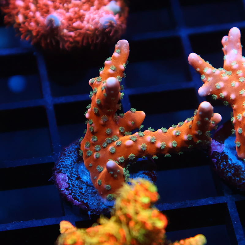 RRC Tropicana Anacropora