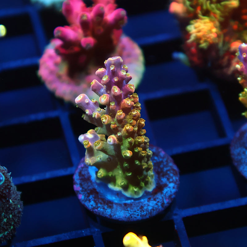 RR Rainbow Loom