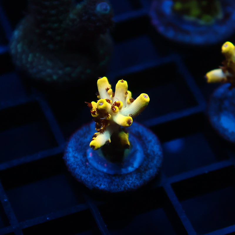 TCK Pikachu