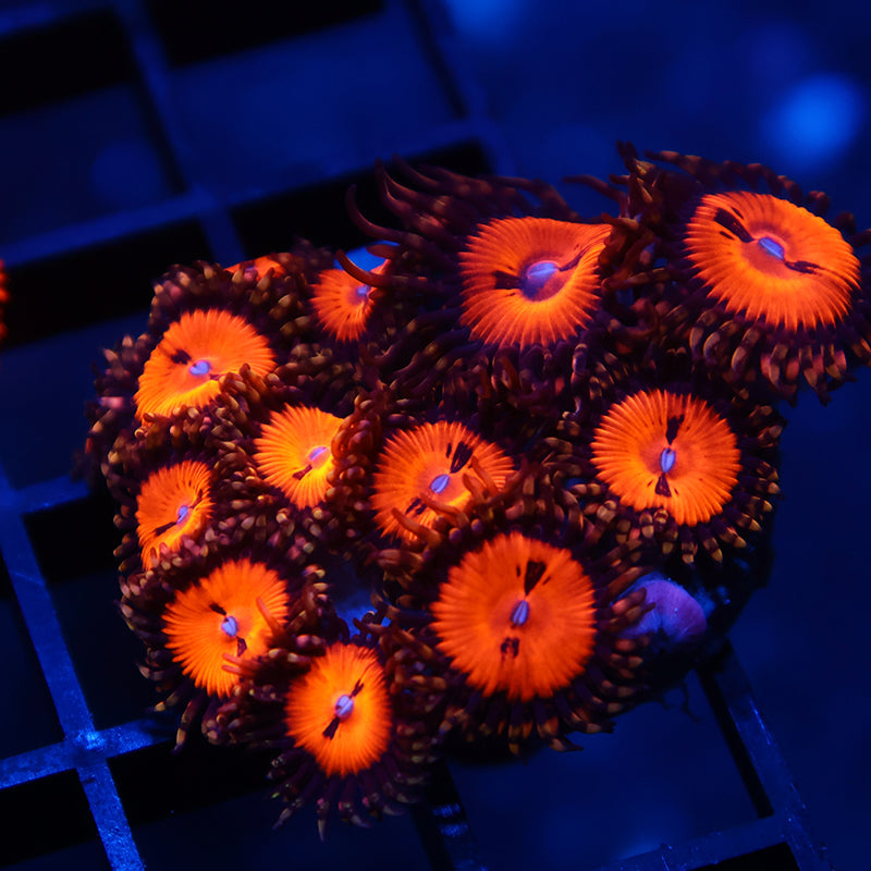 WWC Bloodsuckers