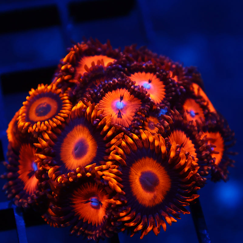 Oxides + WWC Bloodsuckers