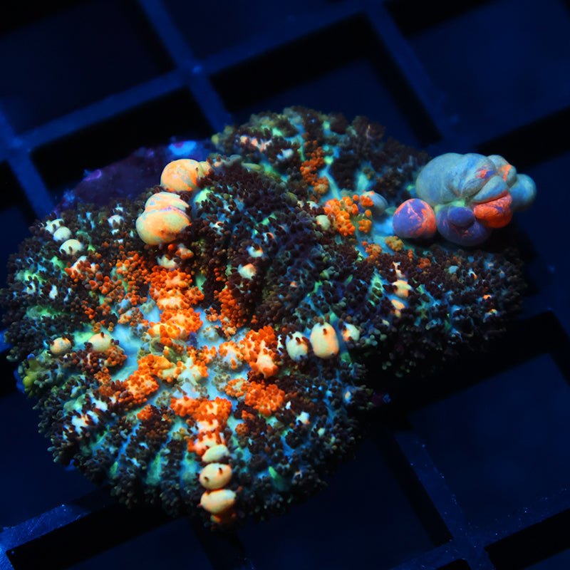 TCK Powerballs Double