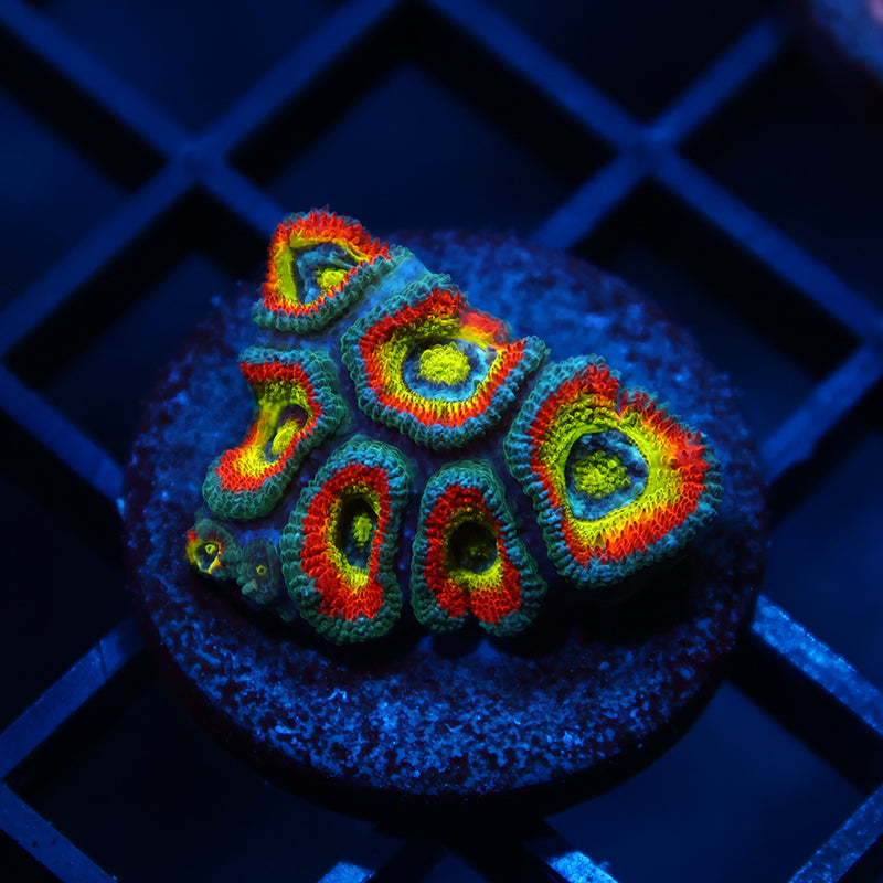 TCK HG Micromussa