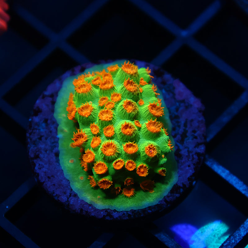 Reptar Cyphastrea