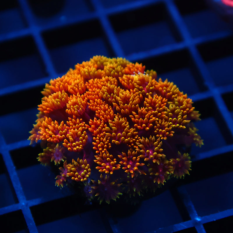 TCK Rainbow Crunch Bernardpora
