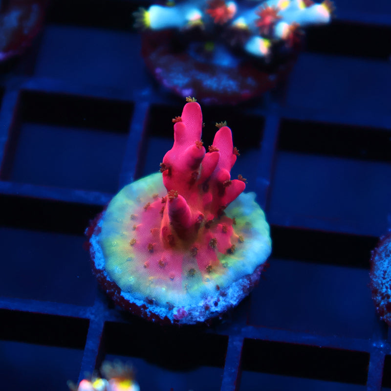 TCK Fire Blossom