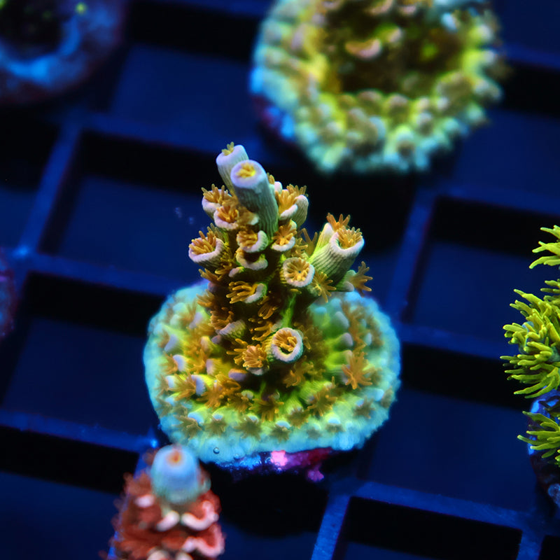RRC Orange Passion