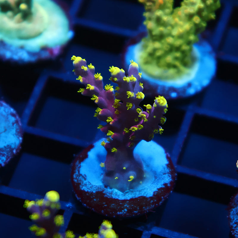ARC Proximo