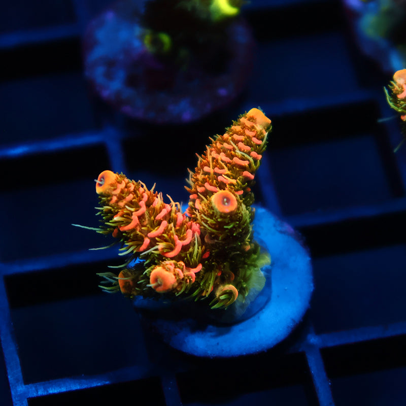 JF Solar Flare Milli
