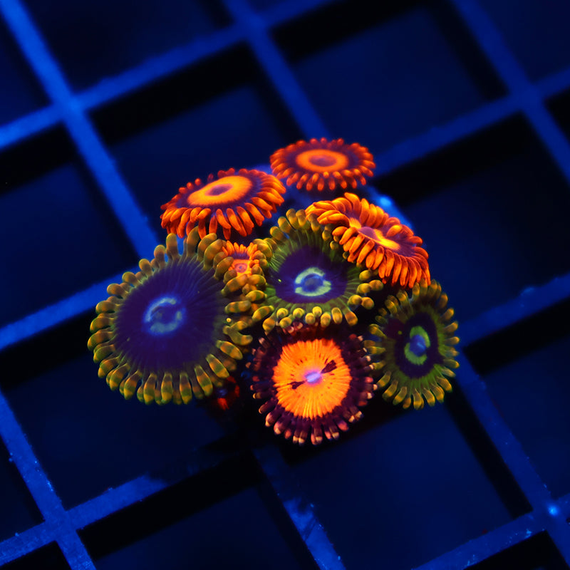 Rainbow Yodas/Oxides/Bloodsucker Combo