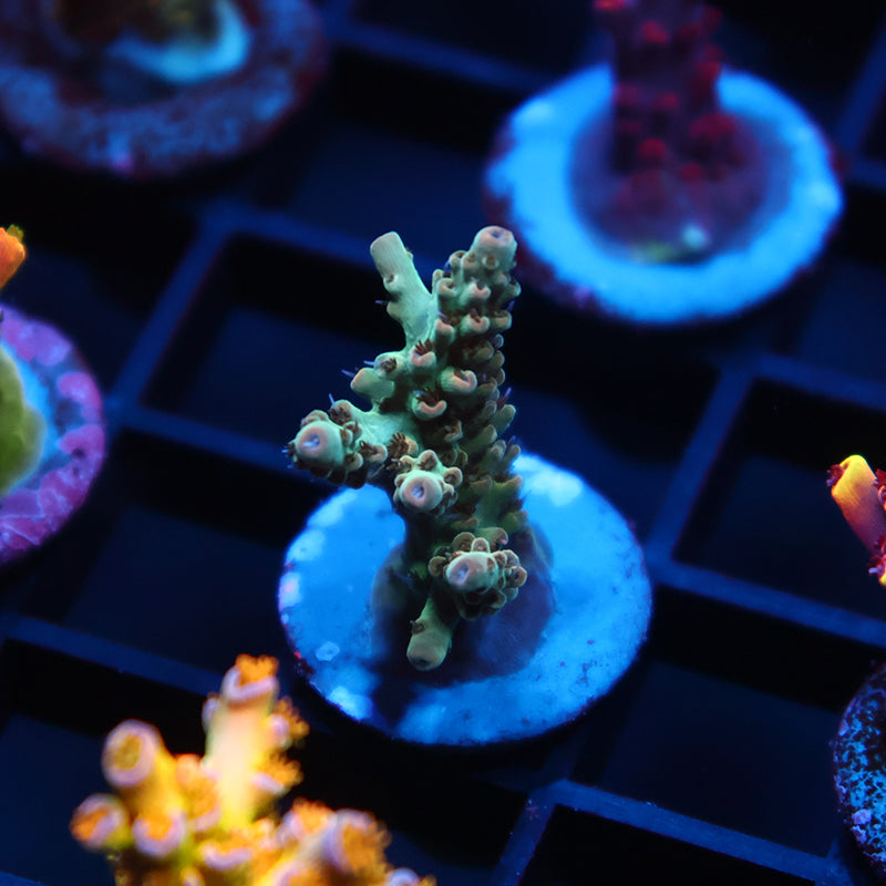 TCK Pink Polyp Shortcake