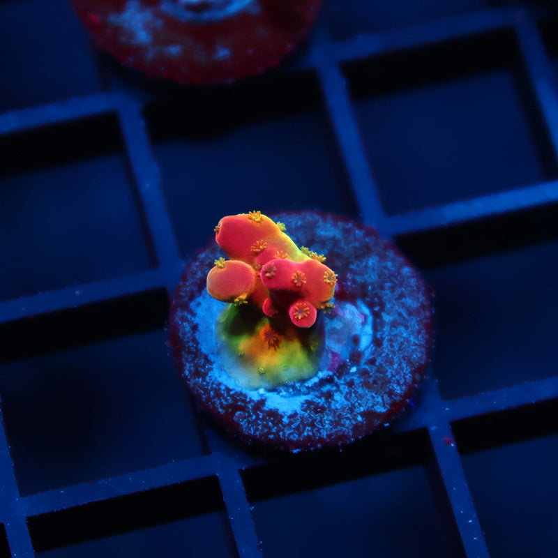 TCK Fire Blossom