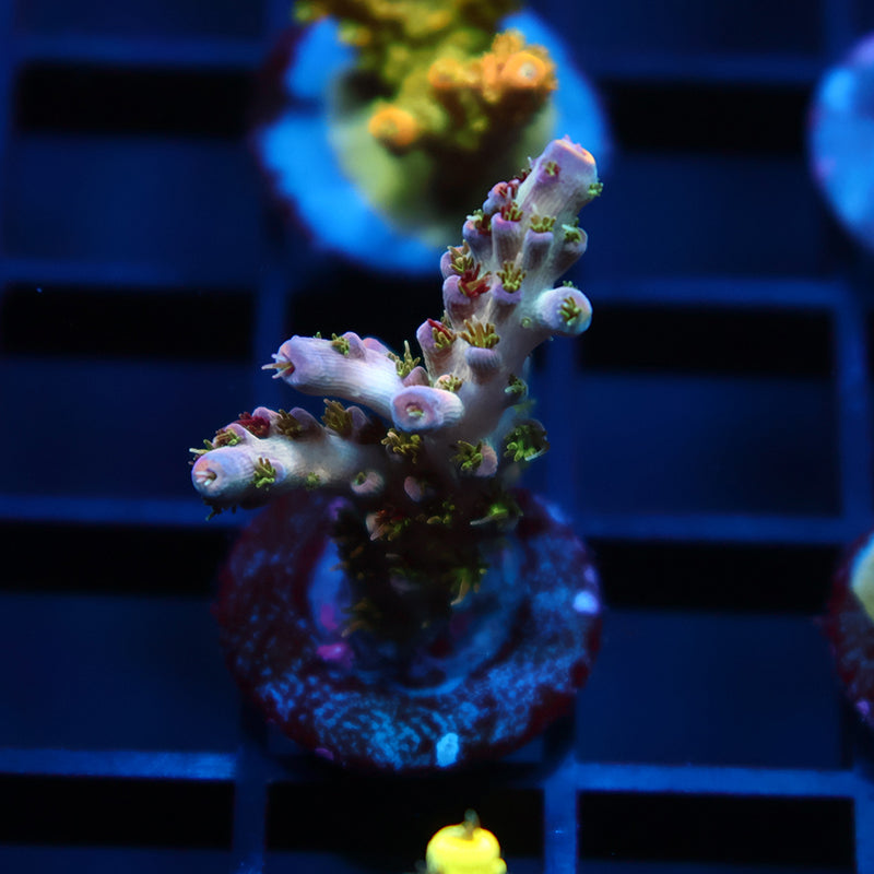 TCK Grafted Kaleidoscope