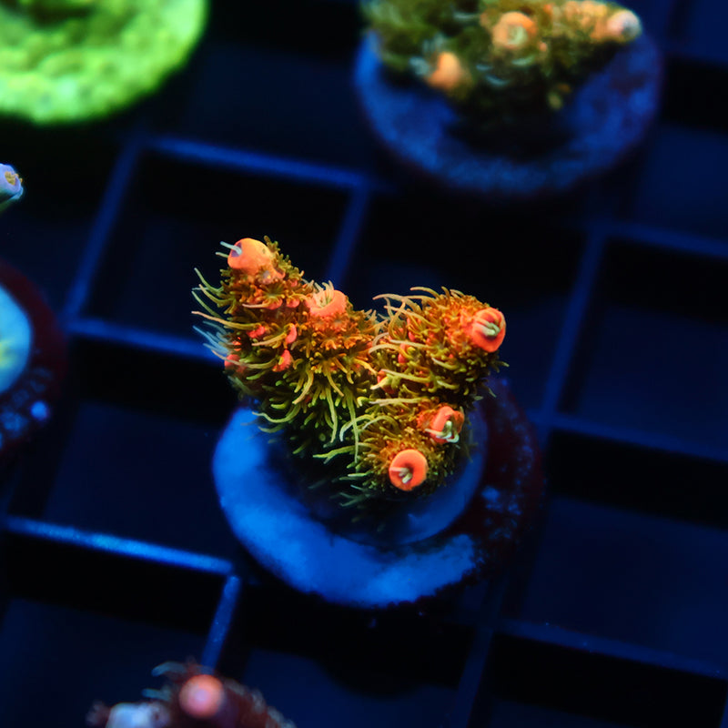 JF Solar Flare Milli