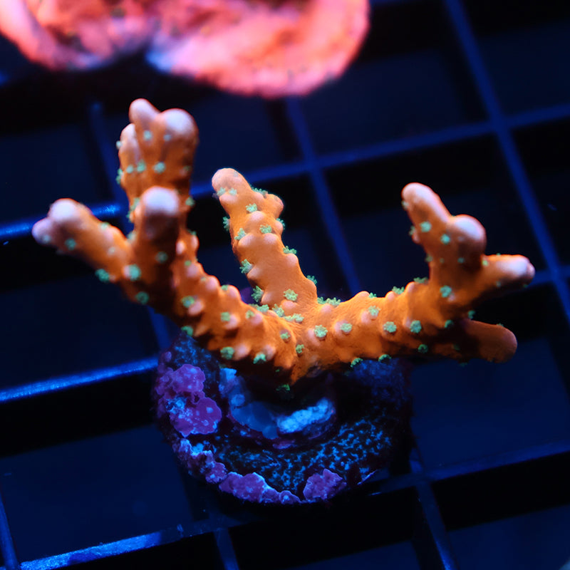RRC Tropicana Anacropora