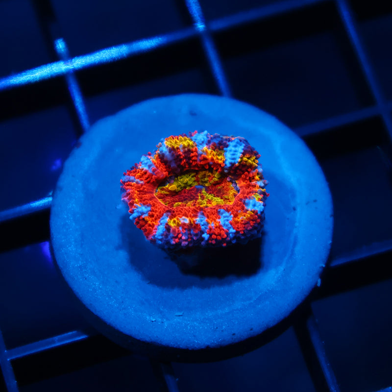 TCK Crazy Rainbow Acan
