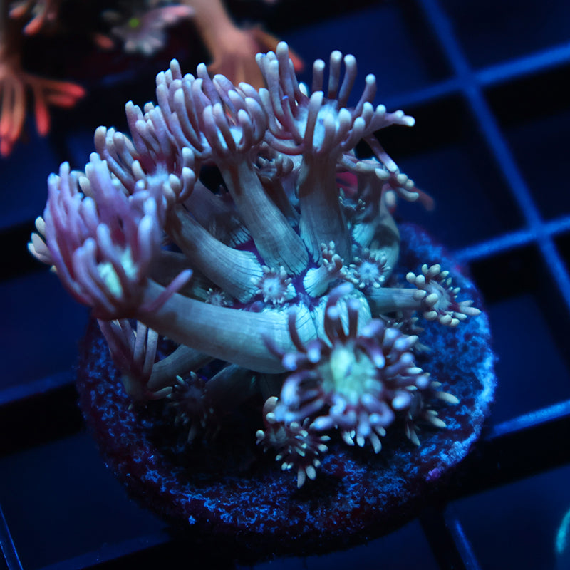 TCK Teal Gumballs Goni