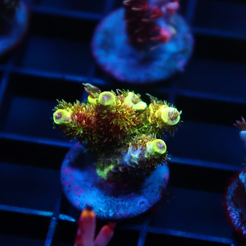 RRC Rainbow Splice w/ Red
