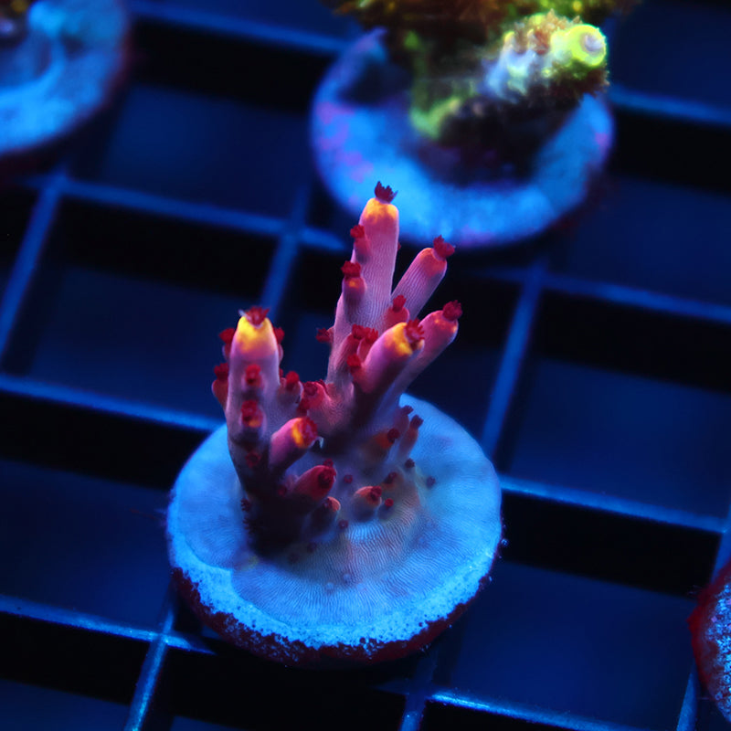 JF Fox Flame