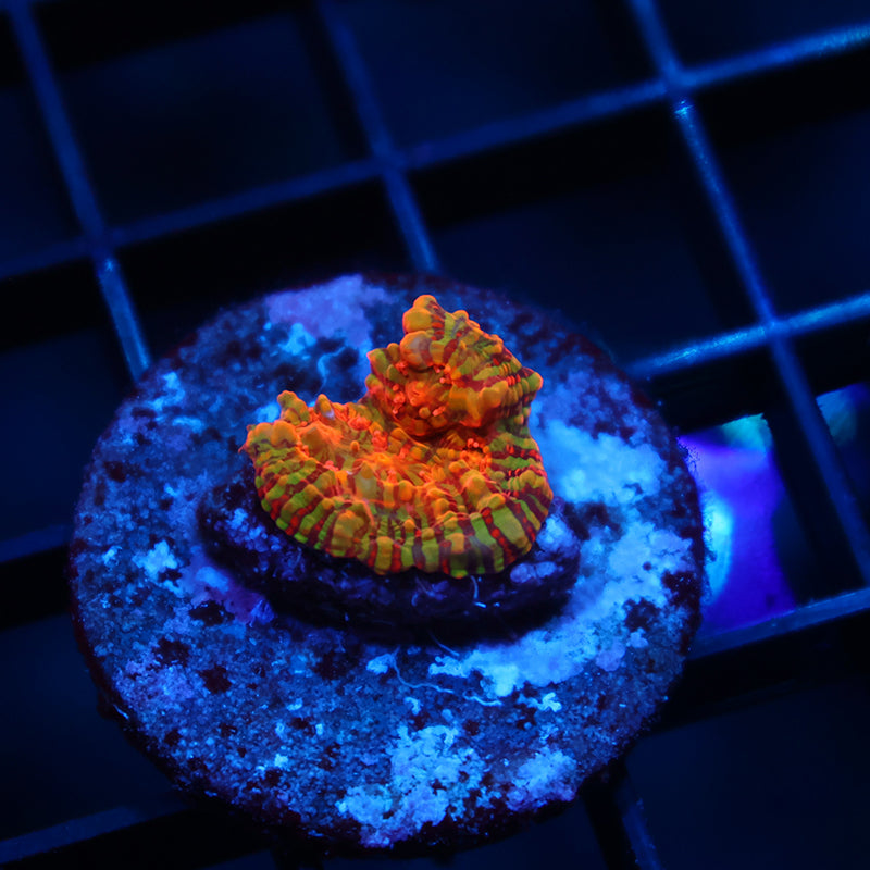 TCK Inferno Convict Chalice