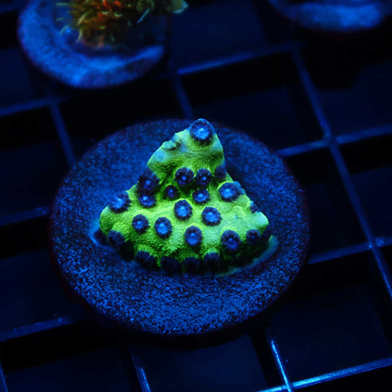 JF Purple People Eater Cyphastrea
