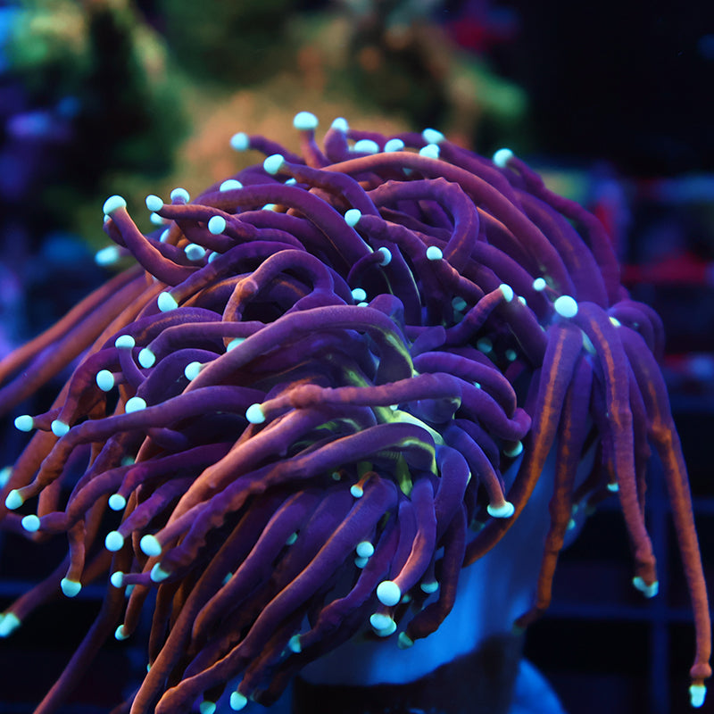 TCK White Tips Indo Gold Torch