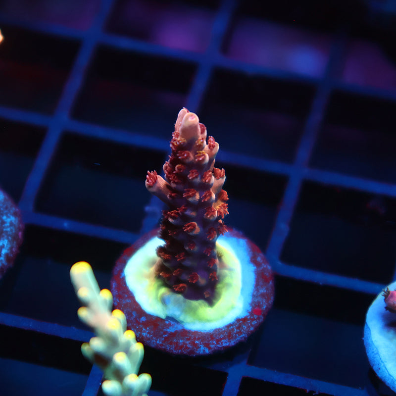 TCK Molten Core