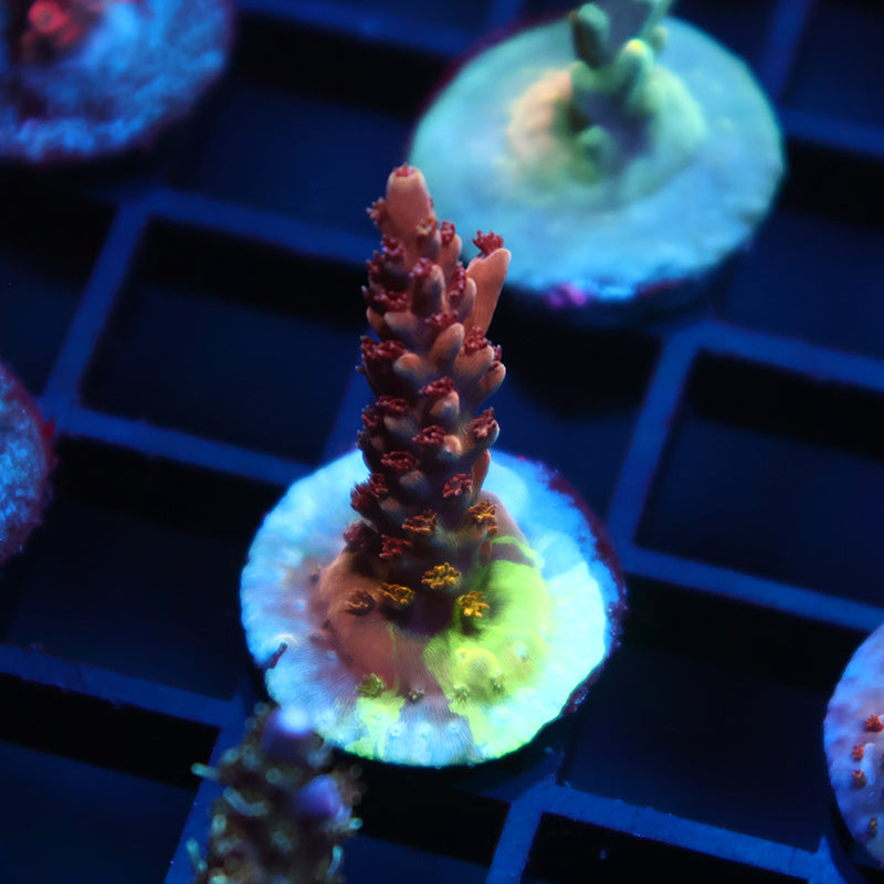 TCK Grafted Molten Core