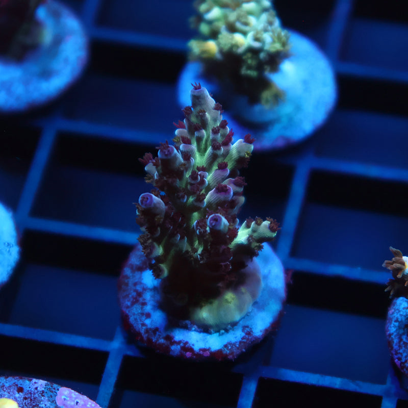 TCK Blueberry Nasuta