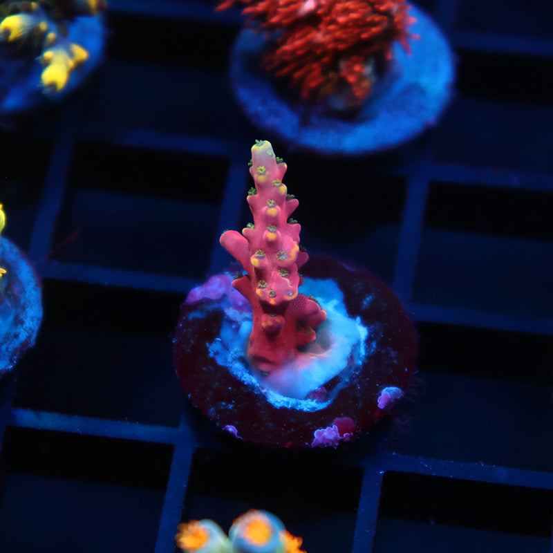 TCK Glow Forge Acro