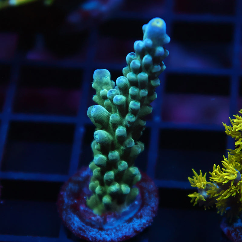 TCK Yellow Tips Austera