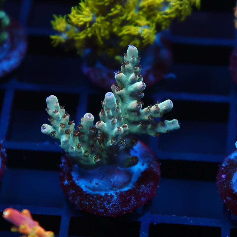 TCK Pink Polyp Shortcake