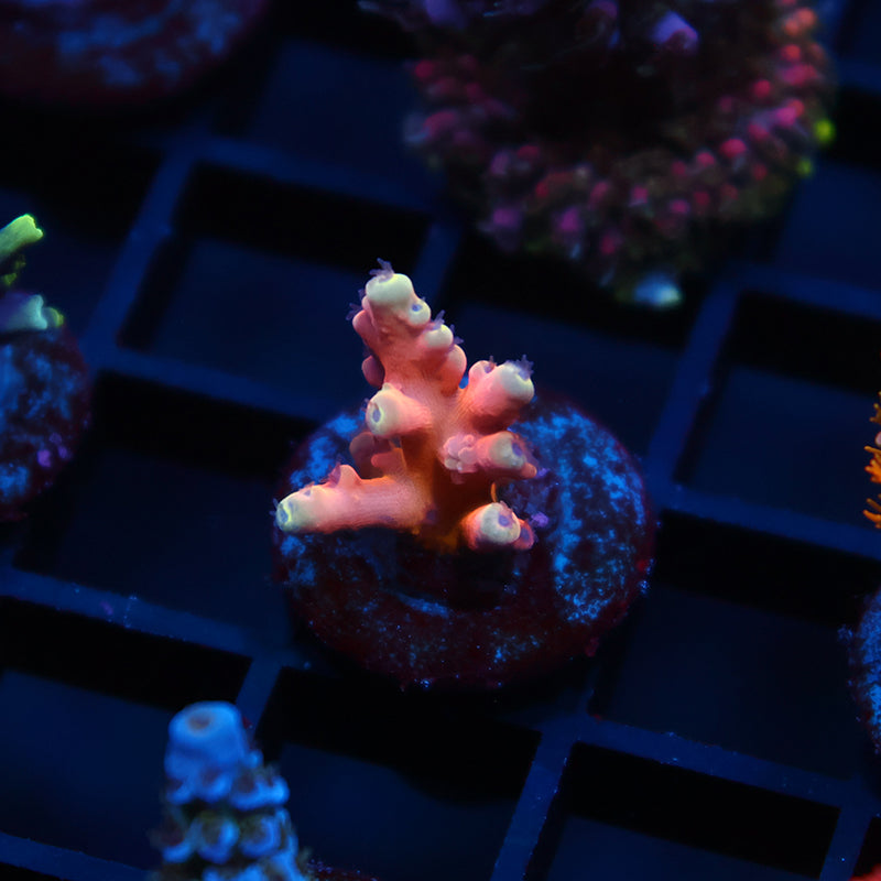 TCK Atomic Echinata