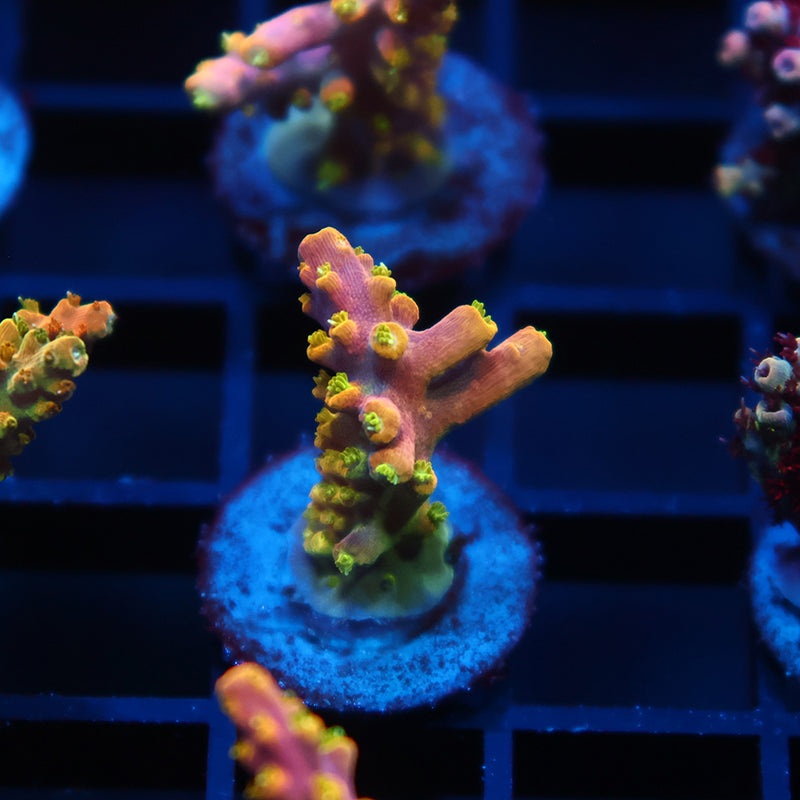 RR Rainbow Loom
