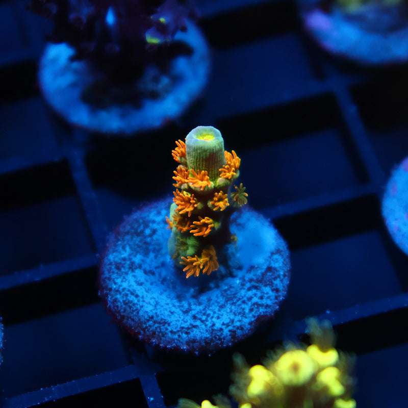 Tiny RRC Orange Passion