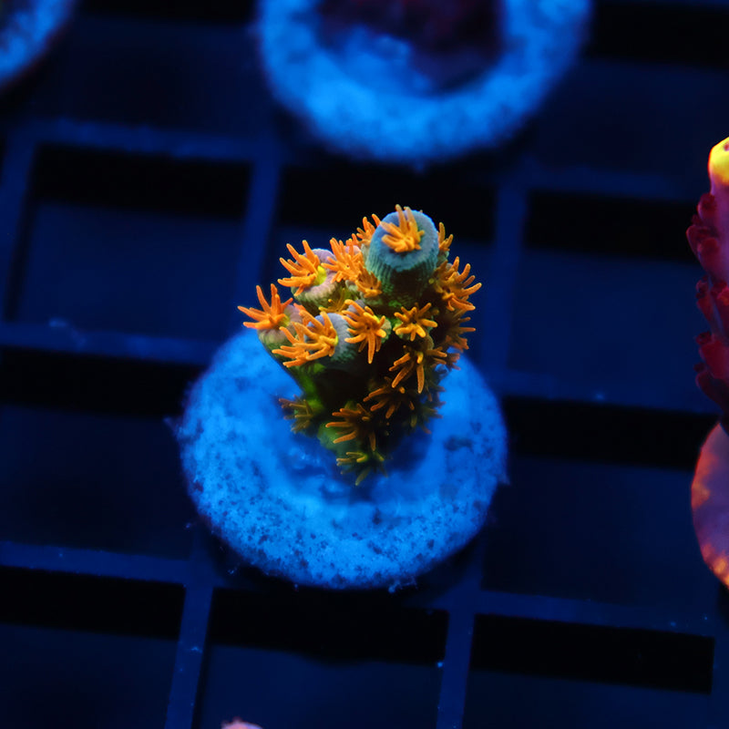Tiny RRC Orange Passion