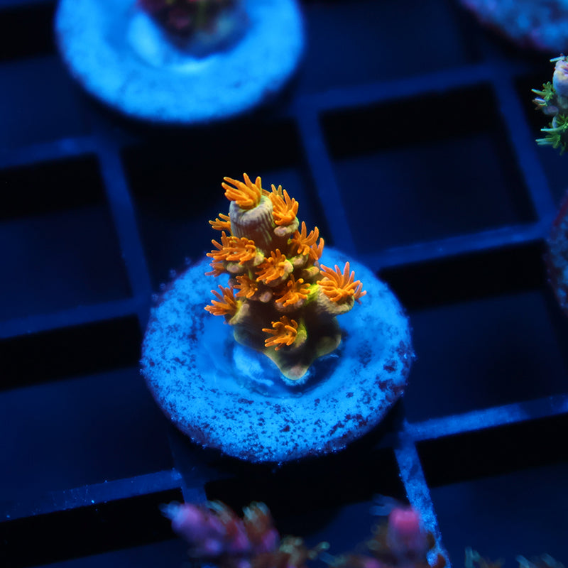 Tiny RRC Orange Passion