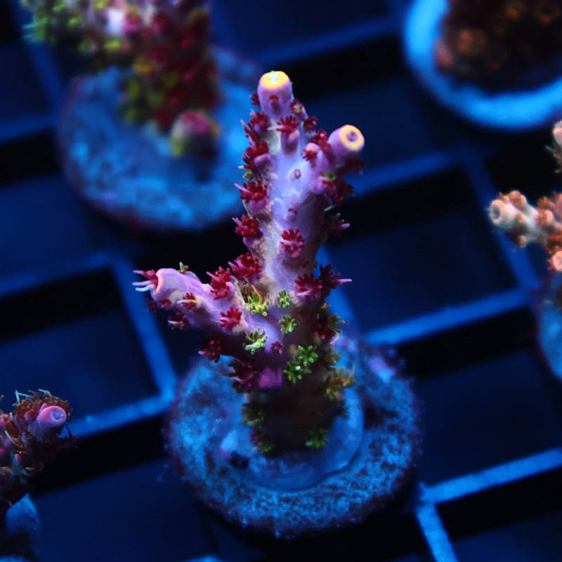 TCK Grafted Kaleidoscope