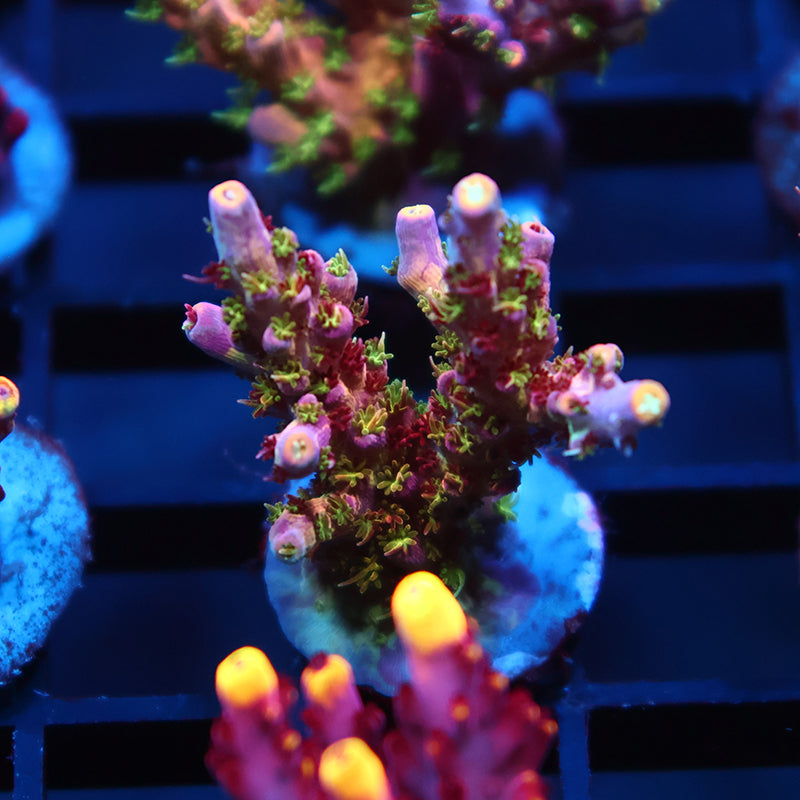 Insane TCK Grafted Kaleidoscope