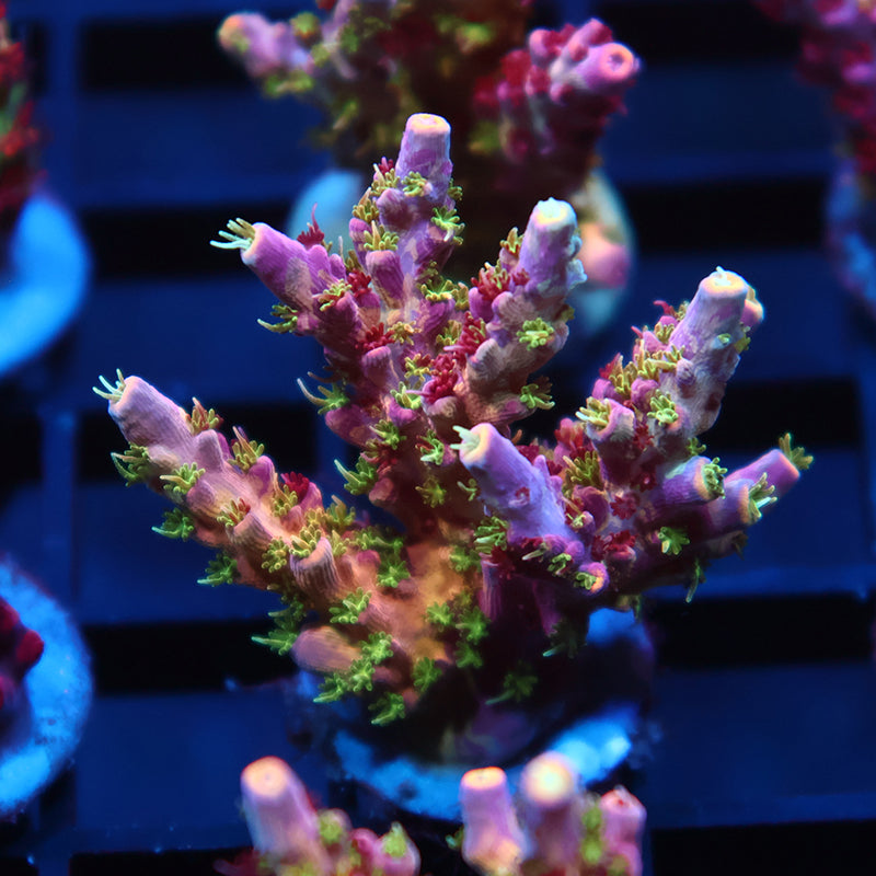 Insane TCK Grafted Kaleidoscope