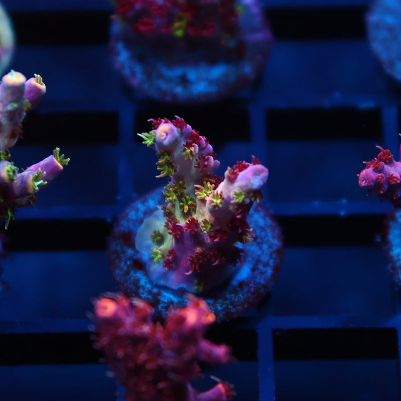 TCK Grafted Kaleidoscope