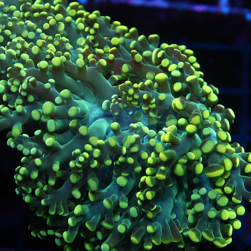 Lg TCK Branching Lemon Lime Frogspawn