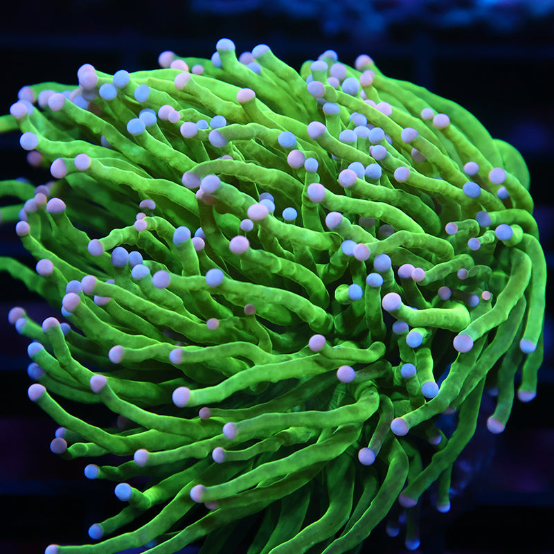 TCK Bicolor Tips Bright Green Torch
