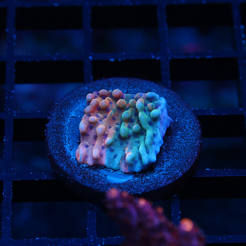 TCK Grafted Slowburn Monti