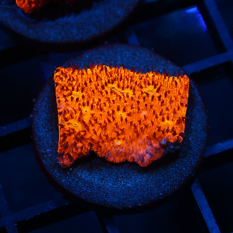 TCK Bright Orange Litho