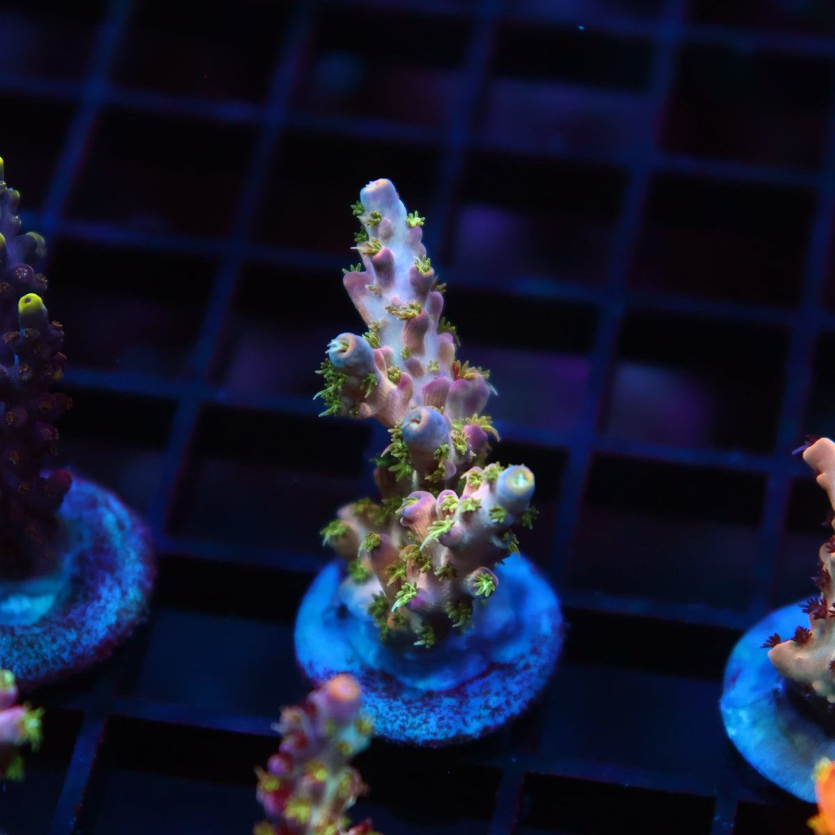 TCK Grafted Kaleidoscope